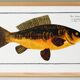 Poster about carp, based on an old engraving from 1746.