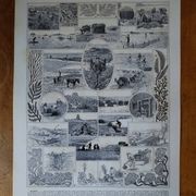 Original lithograph on algae
