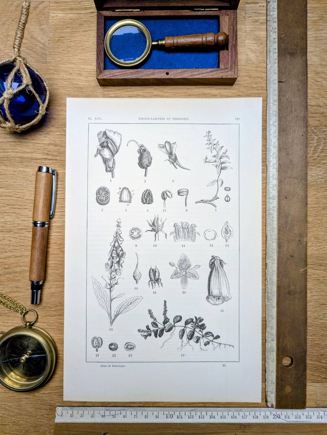 Imprimée en 1889, les scrophularinées. Planche botanique ancienne.