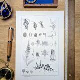 Imprimée en 1889, les scrophularinées. Planche botanique ancienne.