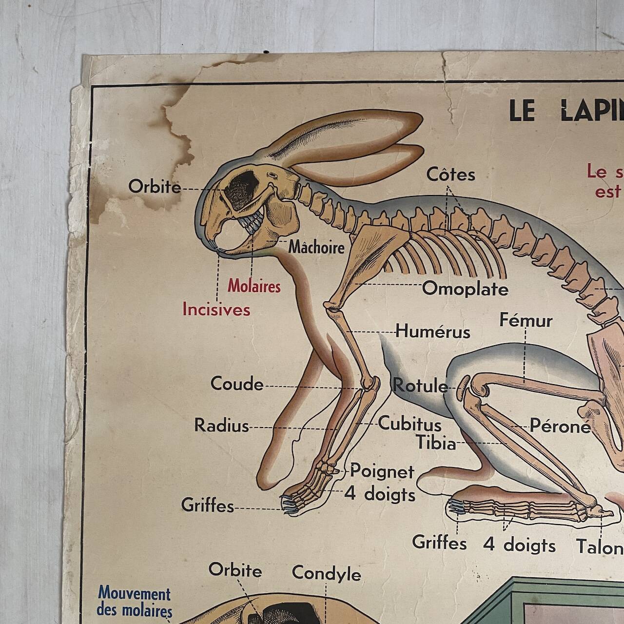 Vintage school poster The insectivorous animals / Rabbit