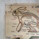 Vintage school poster The insectivorous animals / Rabbit