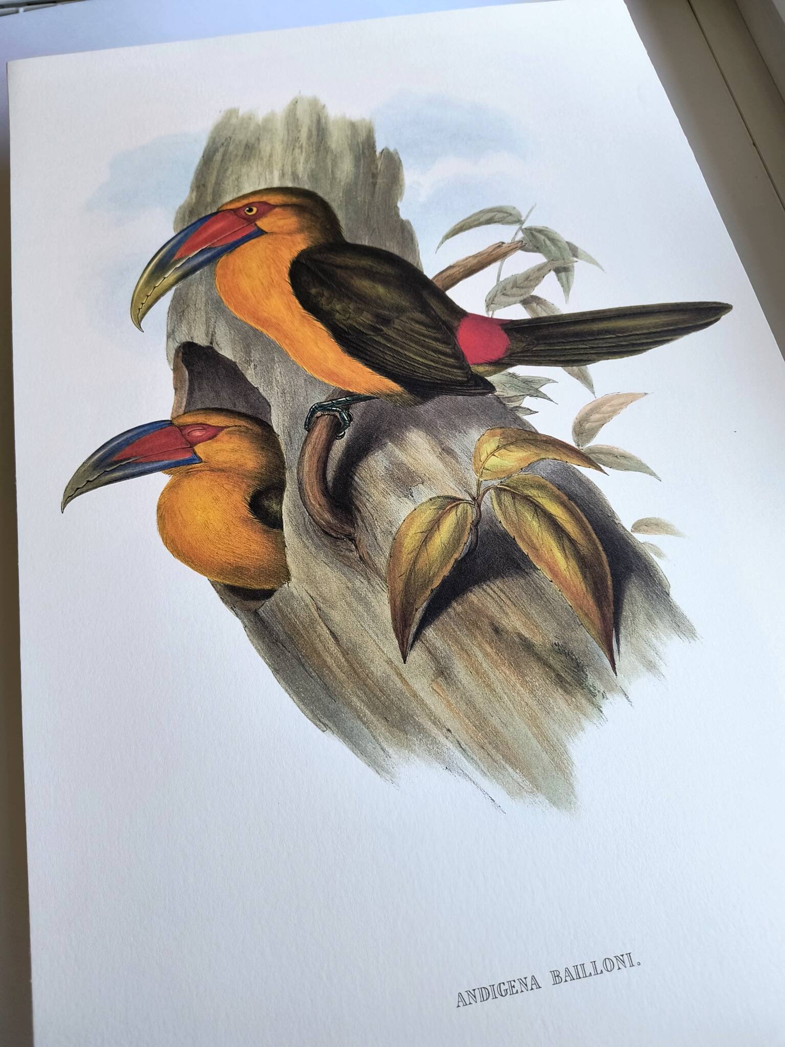 Large Vintage Illustration - Baillon's Toucan by John Gould - Plate