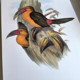 Large Vintage Illustration - Baillon's Toucan by John Gould - Plate