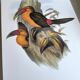 Grande illustration vintage - Toucan de Baillon de John Gould – Planche