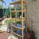 Bamboo shelf 1970