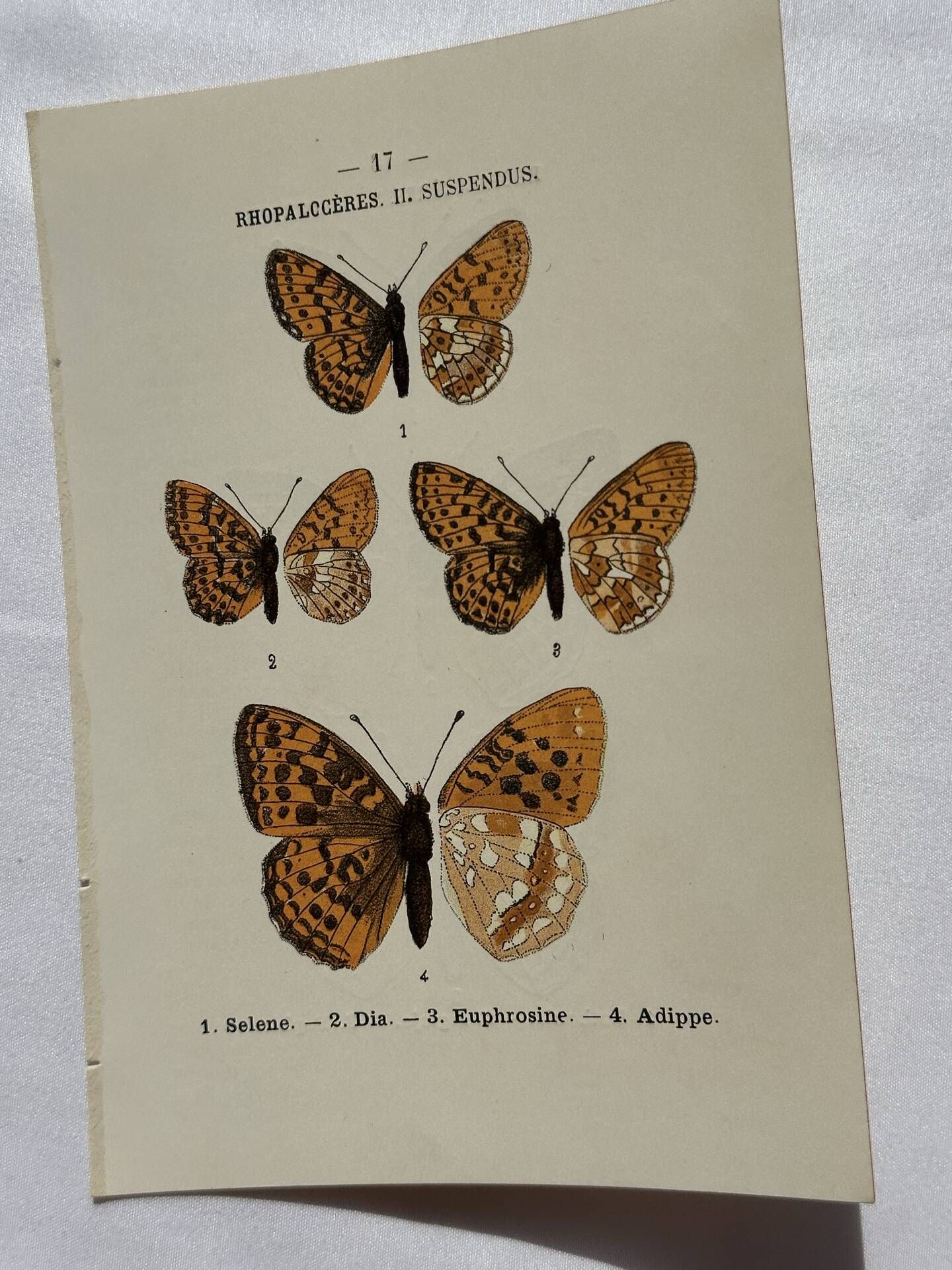 Botanical Plate 1800 Old naturalist engraving 19th century double-sided
