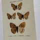 Botanical Plate 1800 Old naturalist engraving 19th century double-sided