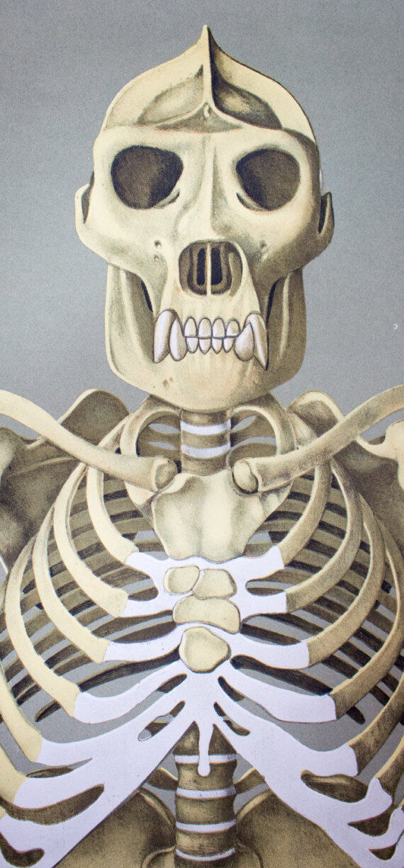 Wall poster of the school from Jung-Koch-Quentell "gorilla" 1968