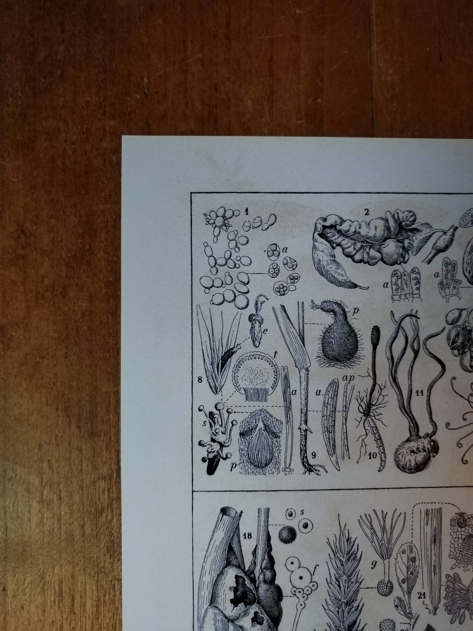 Original lithograph on mushrooms