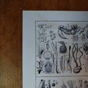 Original lithograph on mushrooms
