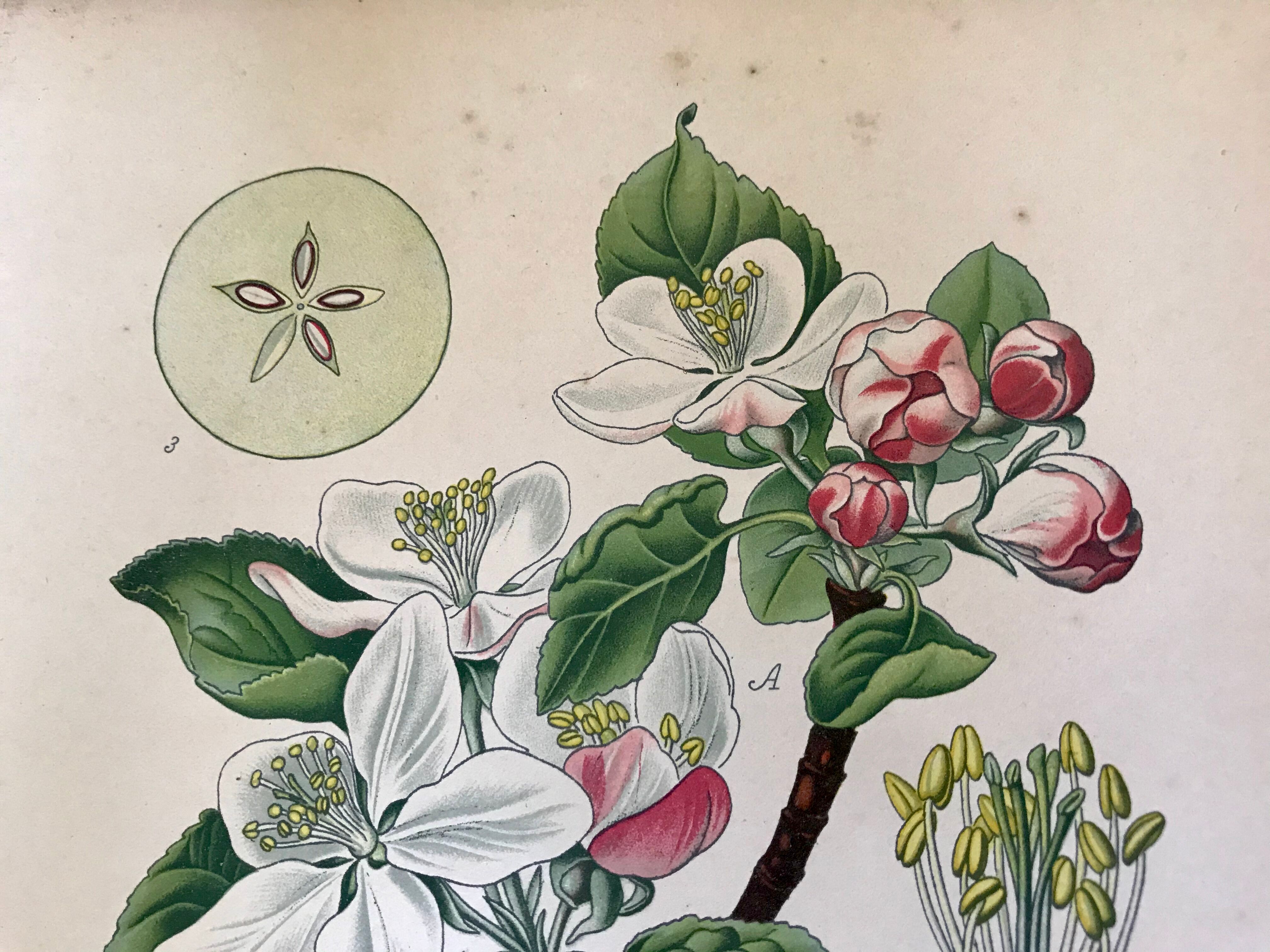 Botanical fruit boards 1891