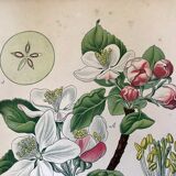 Botanical fruit boards 1891