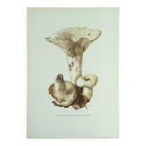 Botanical illustration "mushrooms", 1960s