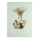 Botanical illustration "mushrooms", 1960s