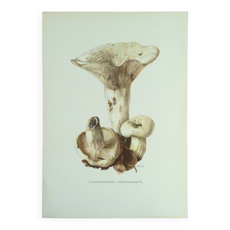 Botanical illustration "mushrooms", 1960s