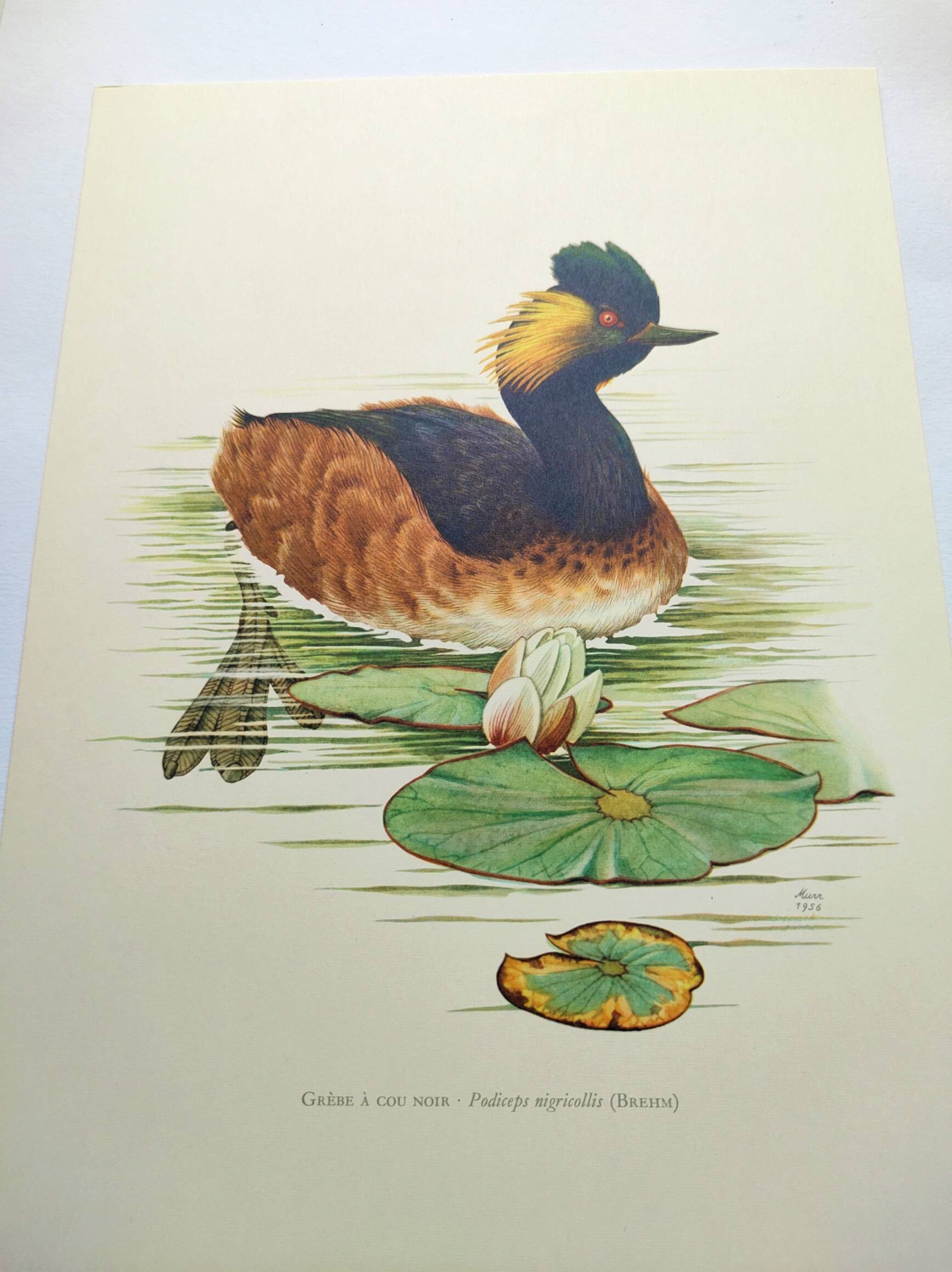 Antique bird plate from the 60s - Black-necked Grebe - Vintage illustration