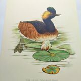 Antique bird plate from the 60s - Black-necked Grebe - Vintage illustration