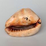 Red Helmet Shell or Bull's Mouth Helmet (Cypraecassis rufa)