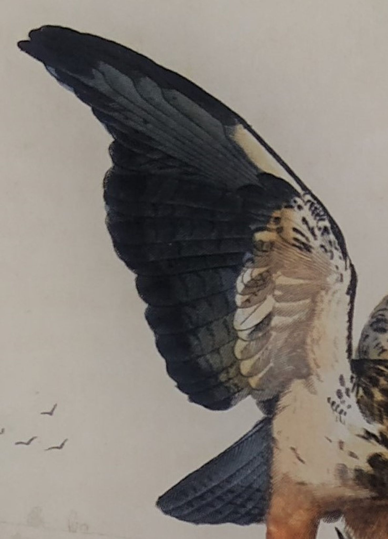 Planche ornithologique " Buse & Milan " Buffon 1838