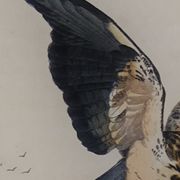 Planche ornithologique " Buse & Milan " Buffon 1838