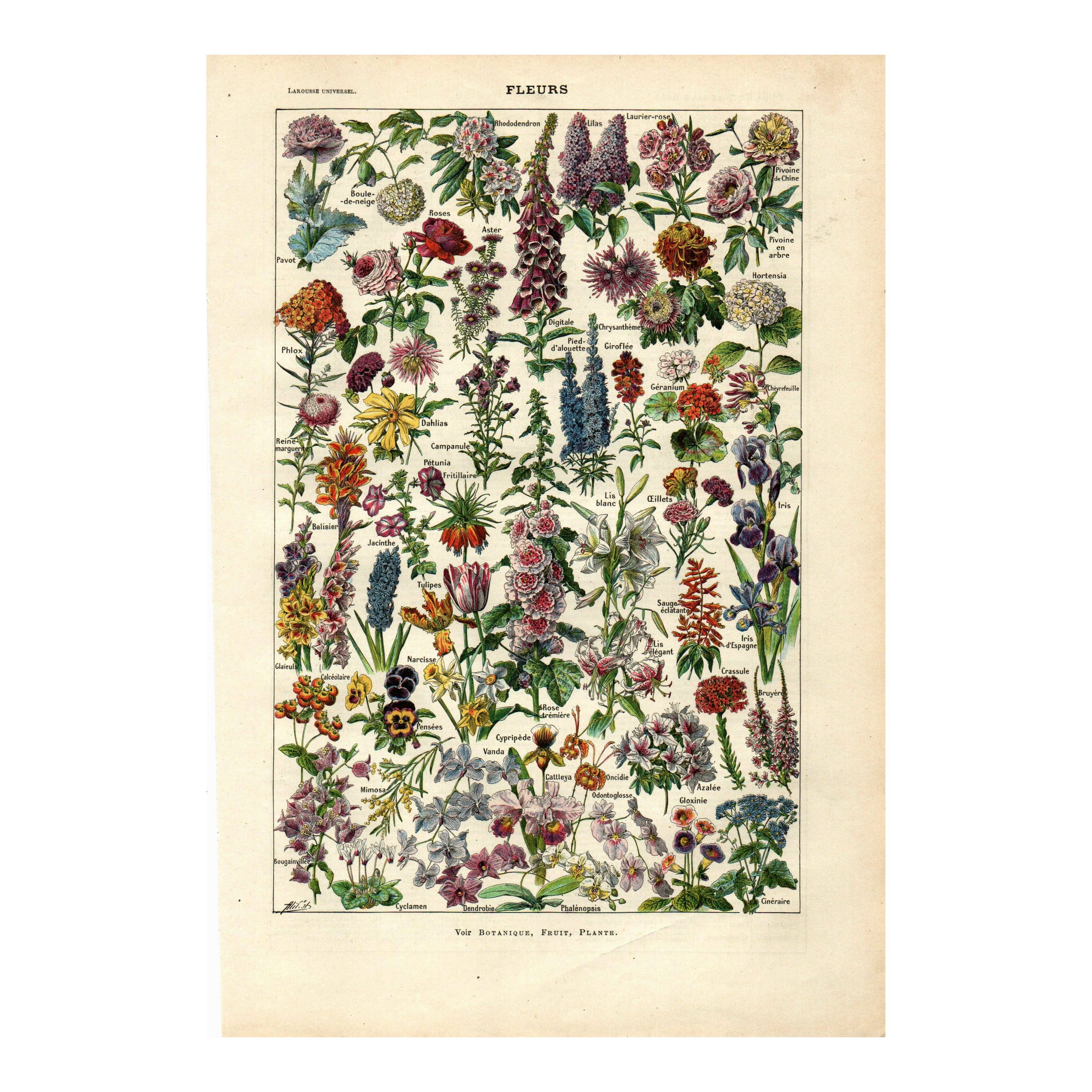 Antique engraving 1923 - Flowers by A. Millot - Bohemian nature lithograph