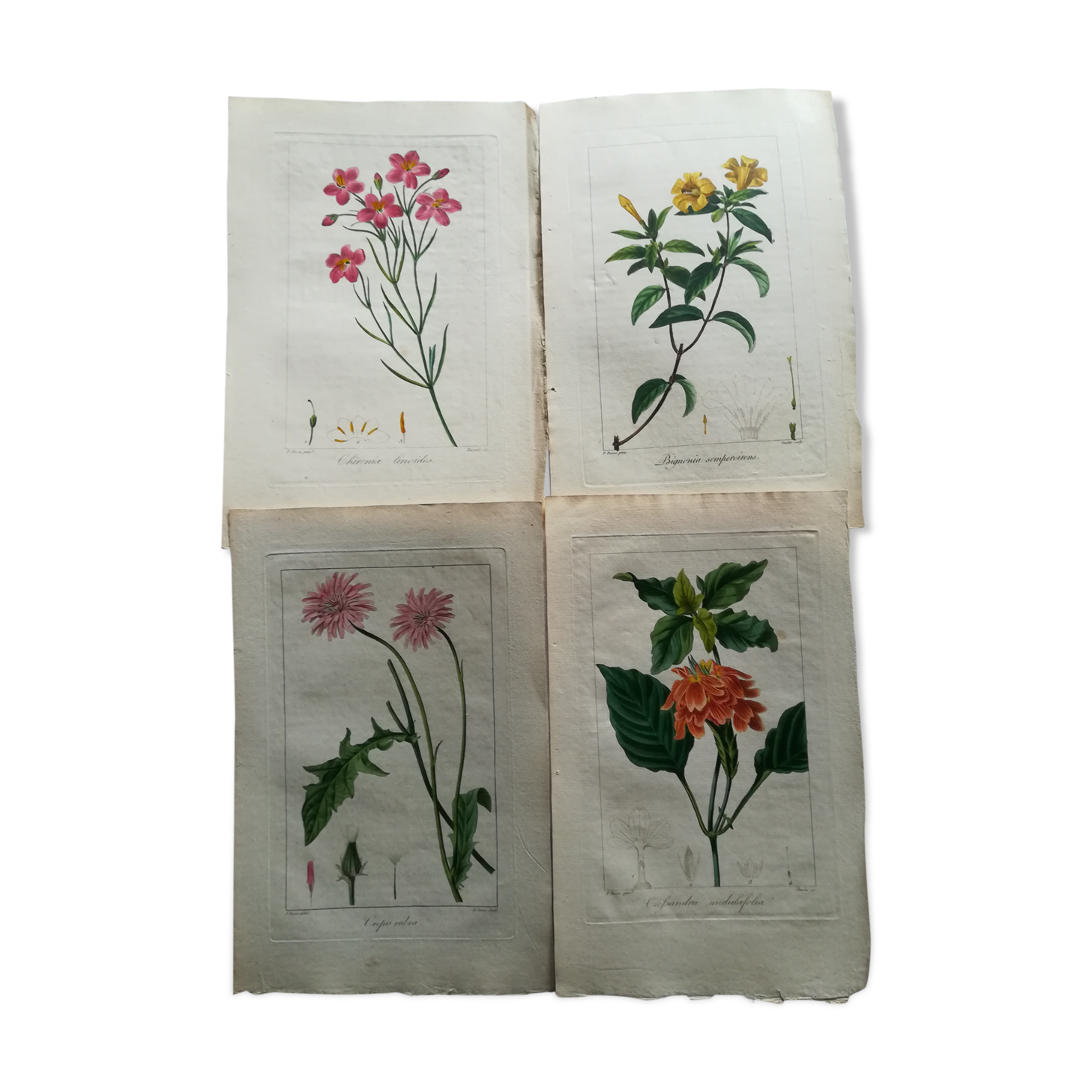 Lot of 4 botanical boards