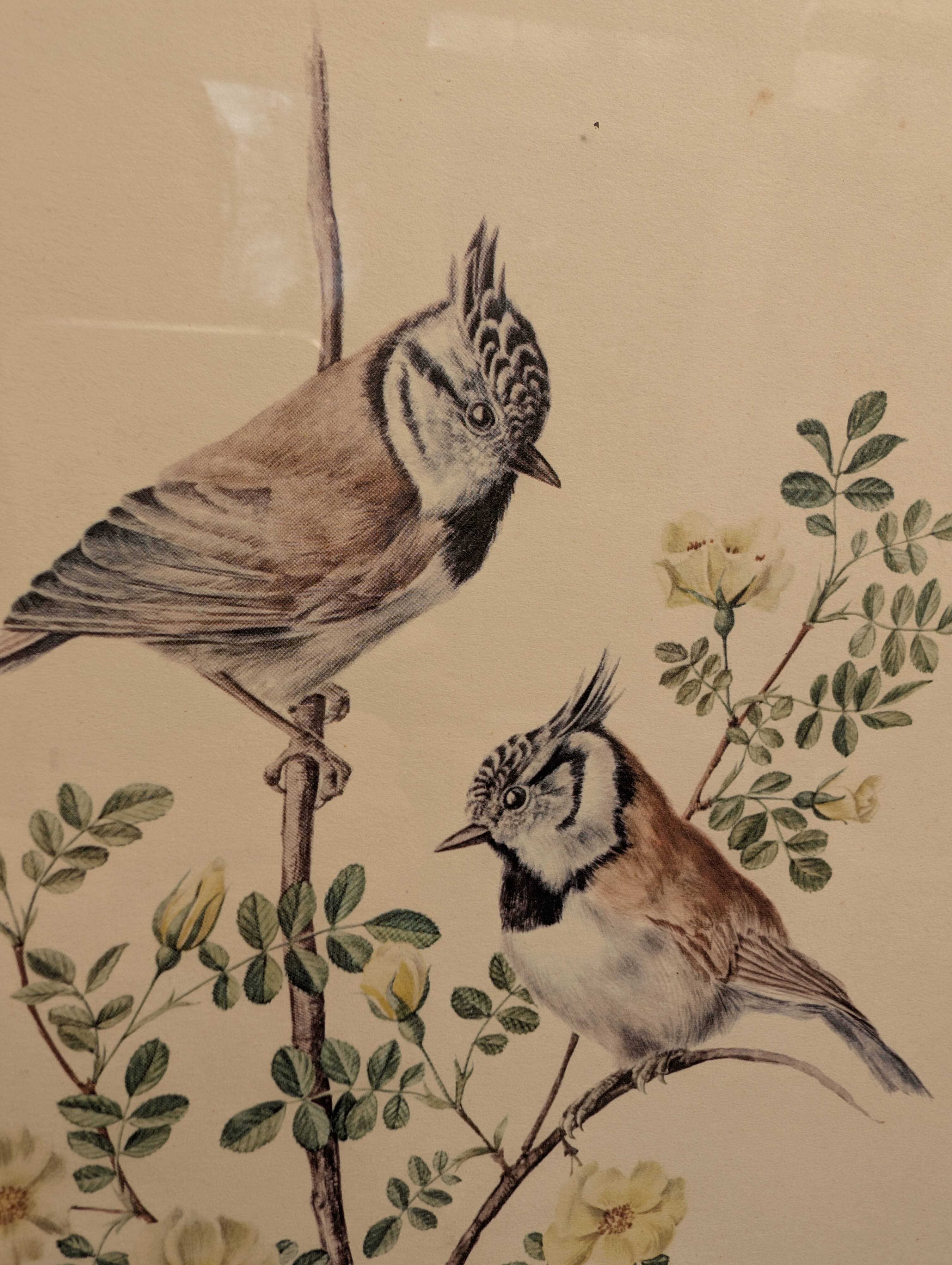 Ornithological board