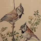 Planche ornithologique