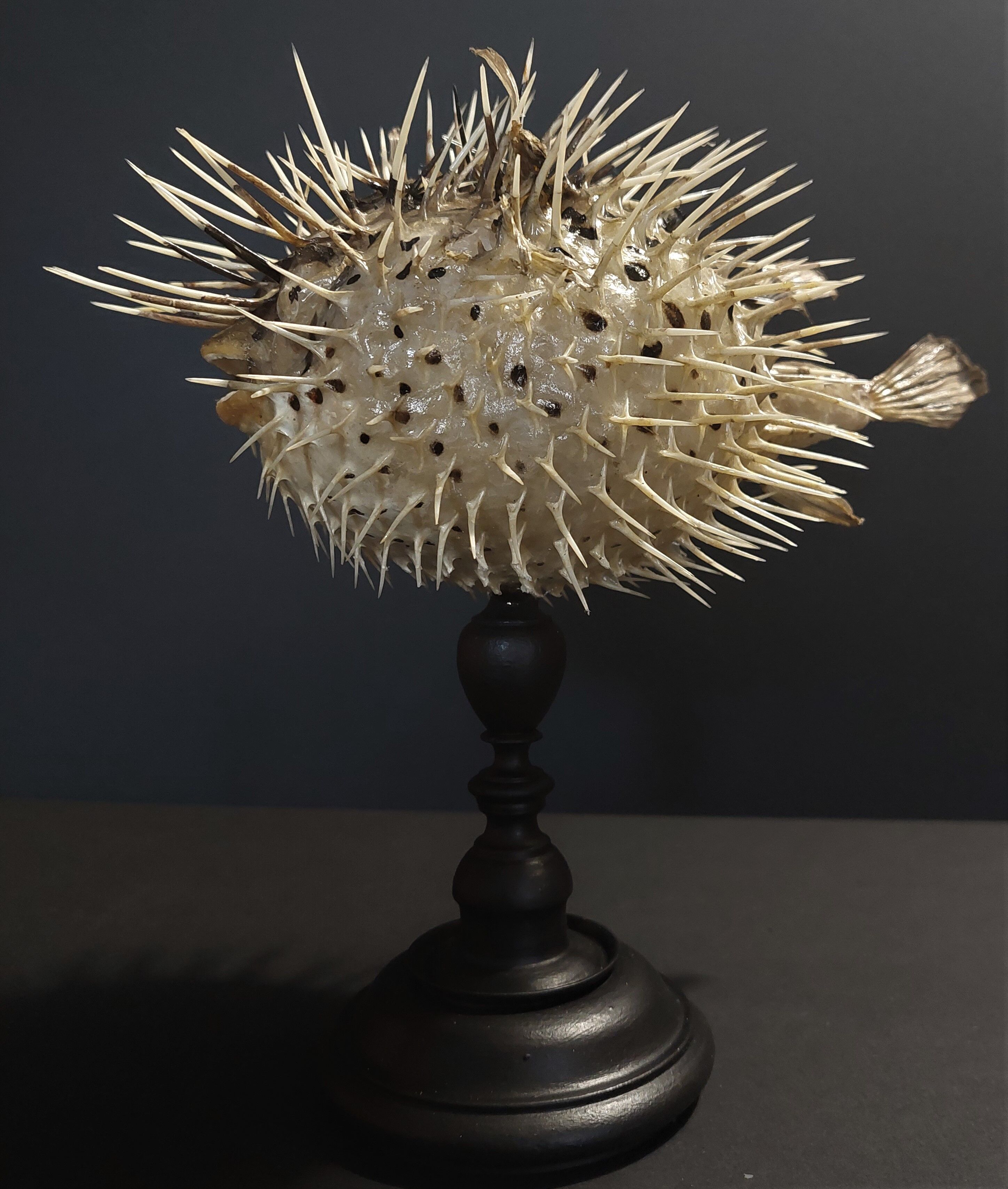 Cabinet of Curiosities naturalized fish diodon holocanthus on base