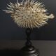 Cabinet of Curiosities naturalized fish diodon holocanthus on base