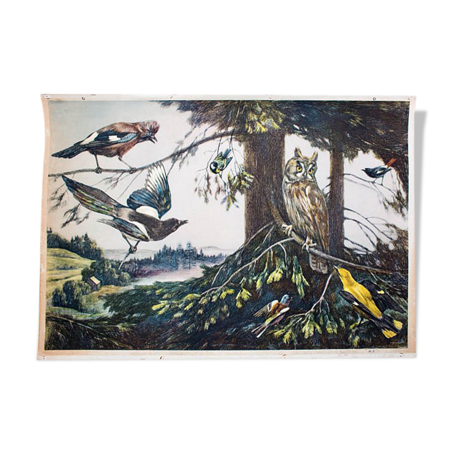 Oiseaux, grille éducatif, F. Zerritsch, 1954