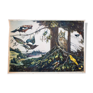 Oiseaux, grille éducatif, F. Zerritsch,
