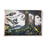 Birds, Educational Grid, F. Zerritsch, 1954