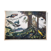 Oiseaux, grille éducatif, F. Zerritsch, 1954