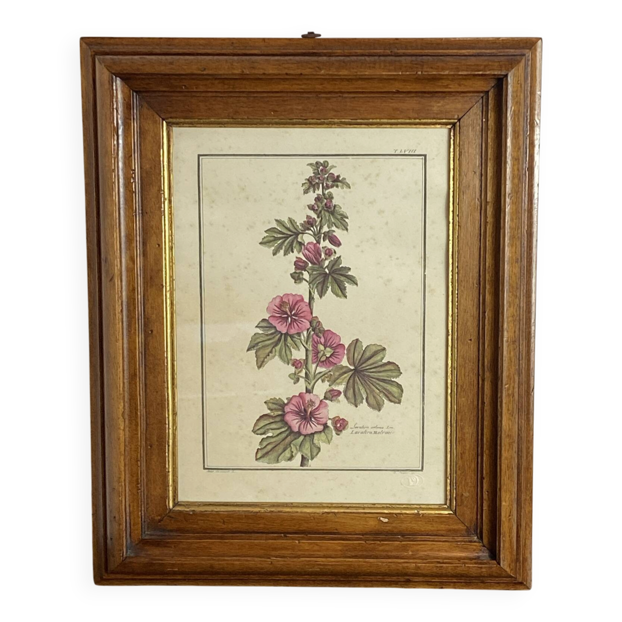 Botanical engraving of Lavatera Malvone