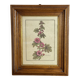 Botanical engraving of Lavatera Malvone