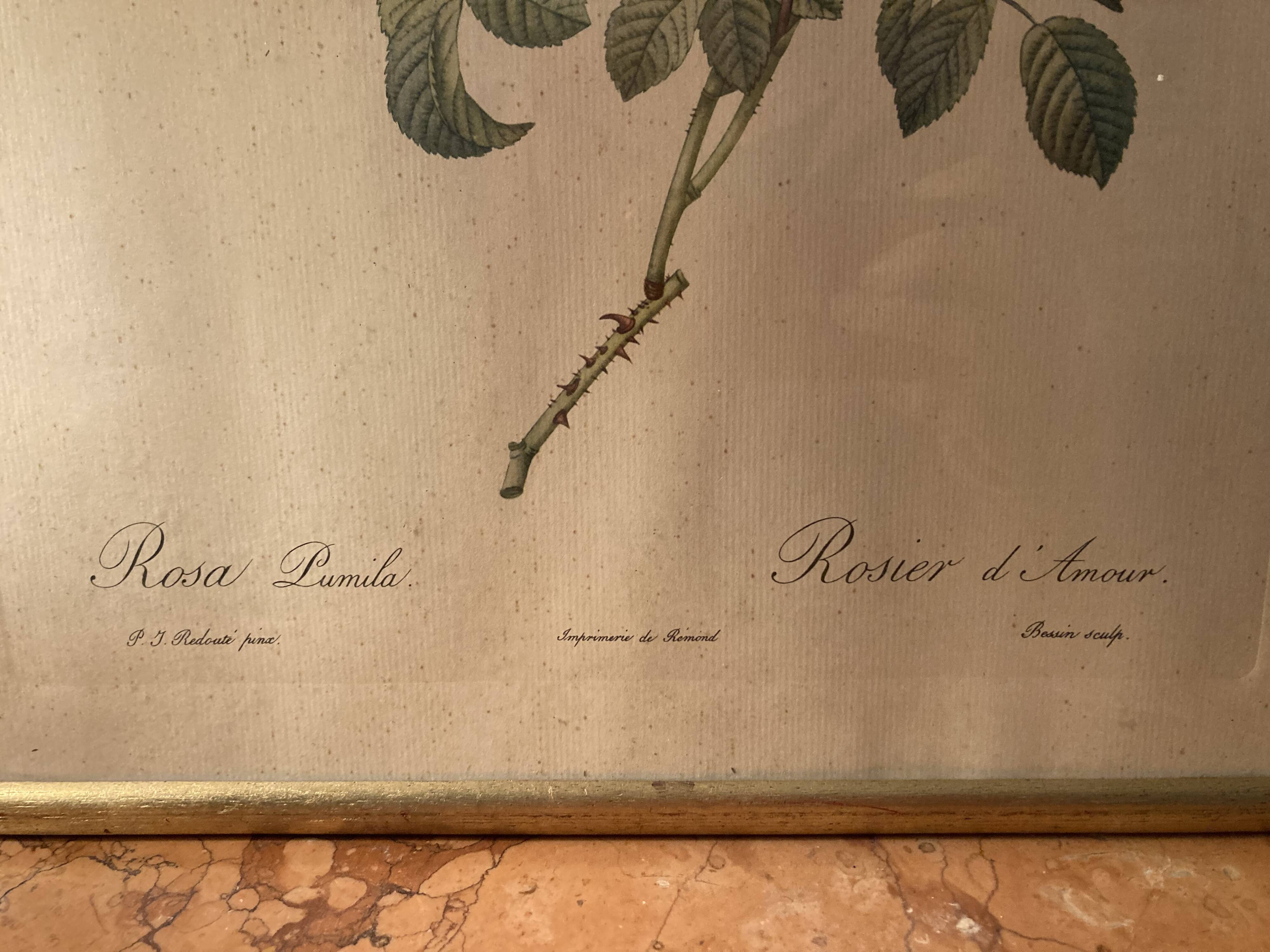 Set of two lithographs Rose Redfearé