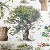 Lithograph on trees from 1928 "linden"