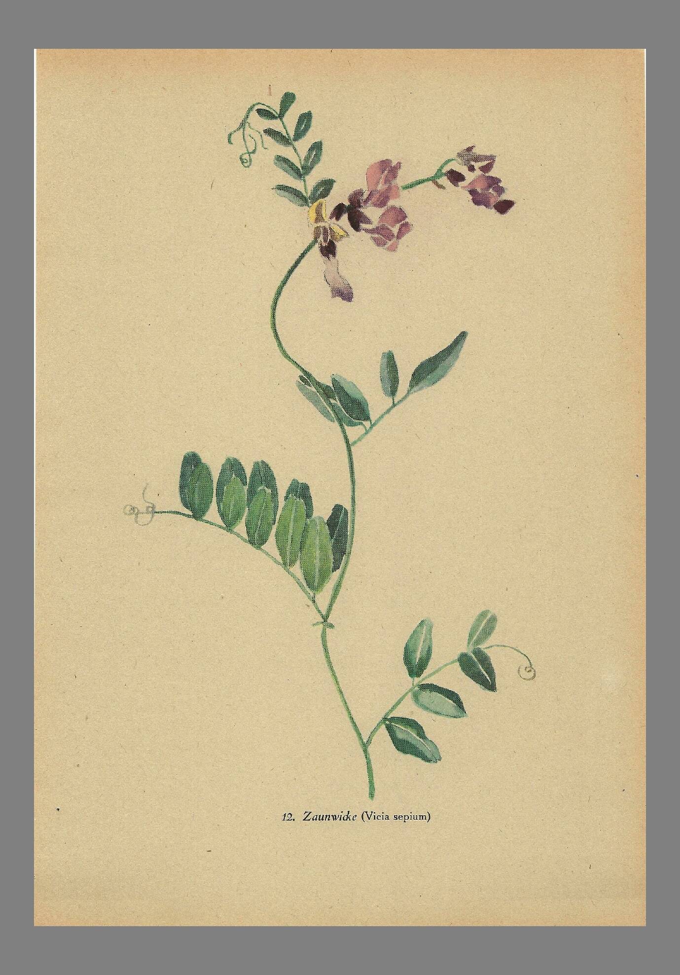 Old illustration 1948 - Vetch - Meadow flower. Botanical plate.