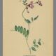 Old illustration 1948 - Vetch - Meadow flower. Botanical plate.