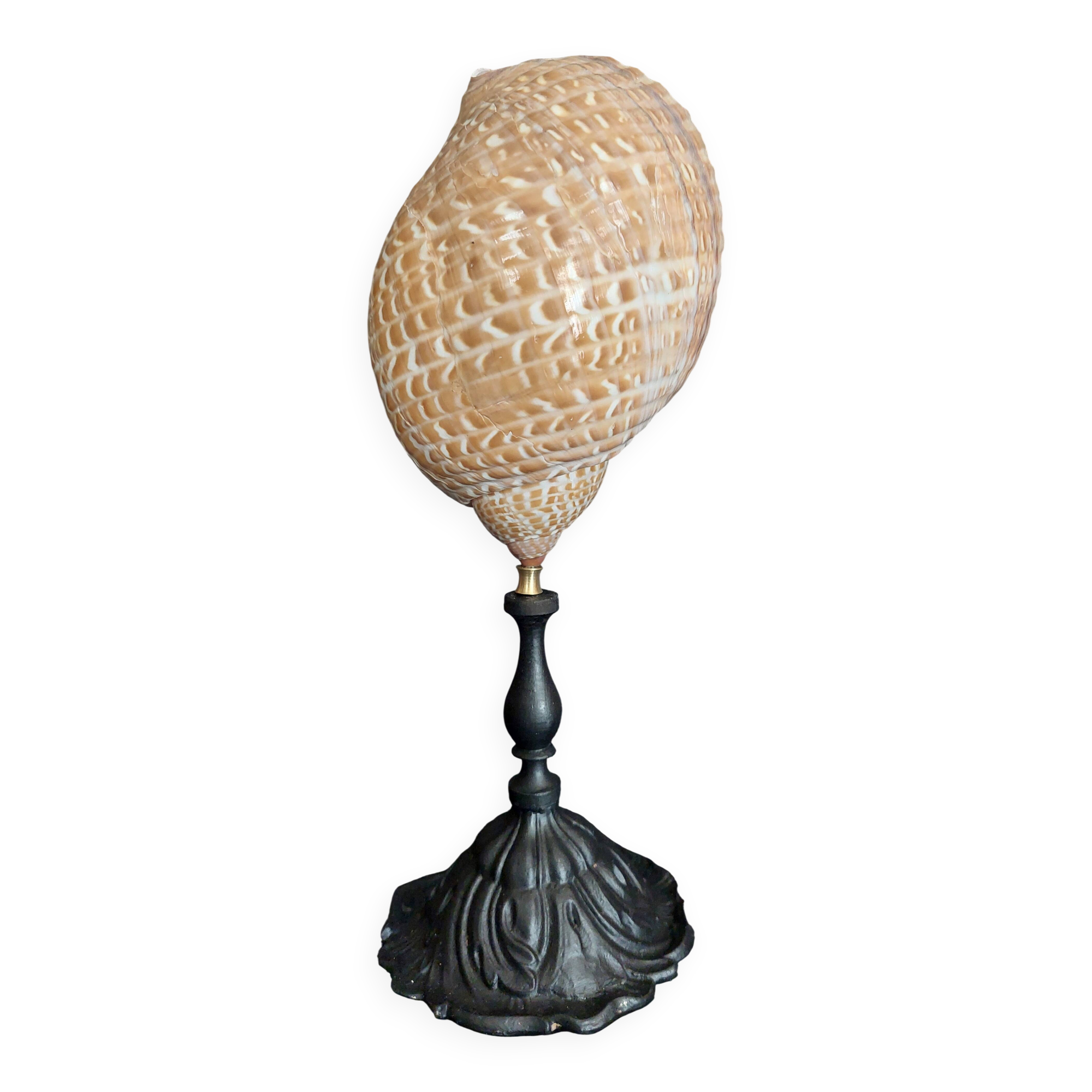 Cabinet of Curiosities tonna perdix shell on base