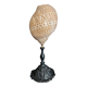 Cabinet of Curiosities tonna perdix shell on base