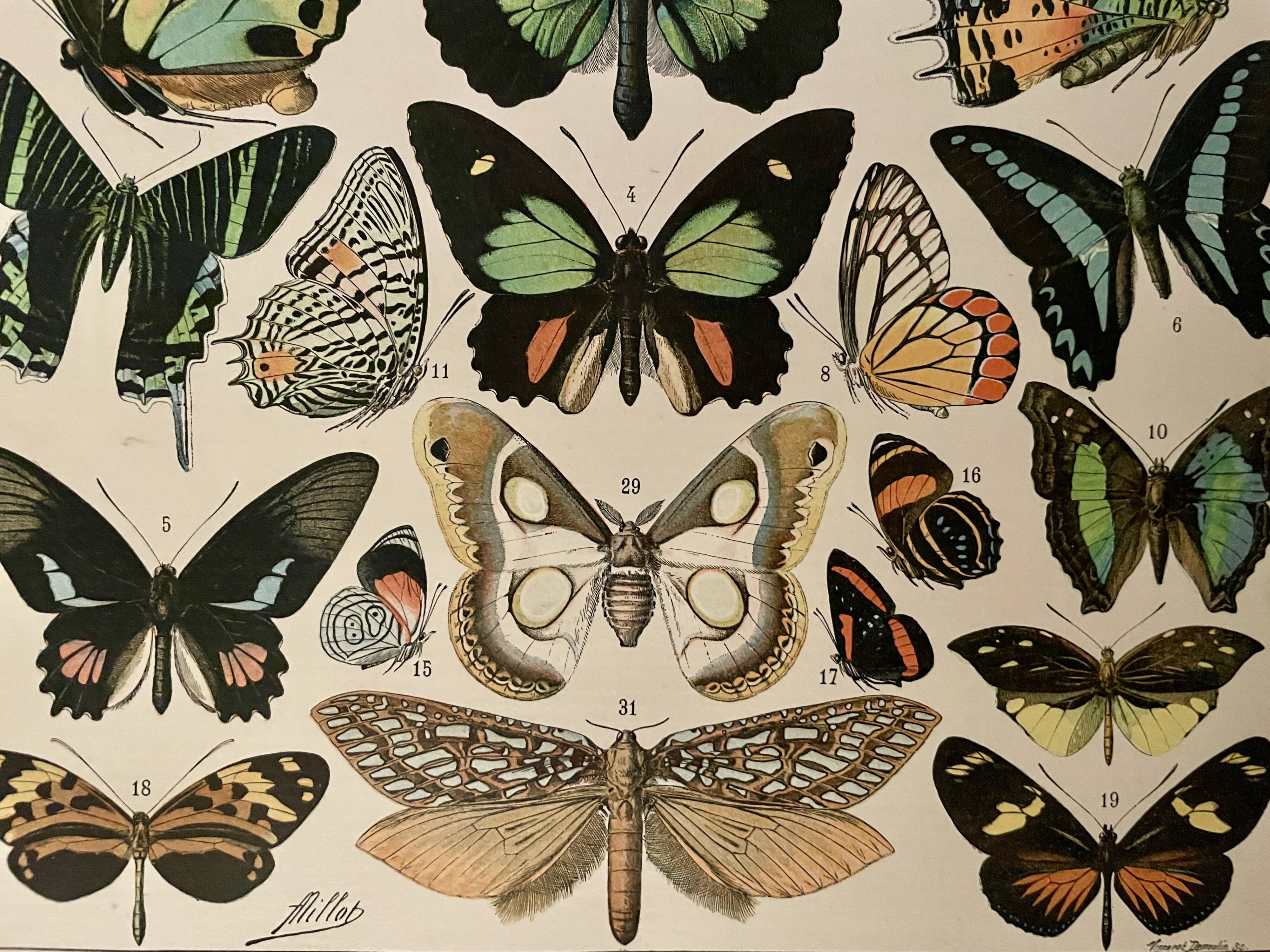 Lithograph on exotic butterflies - 1900
