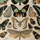 Lithograph on exotic butterflies - 1900