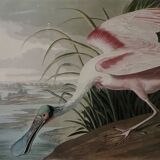 Engraving by J.-J. Audubon Editions of the Disaster XXth Roseate Spoonbill