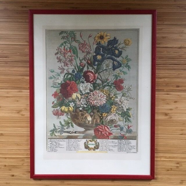 Old English botanical plate June