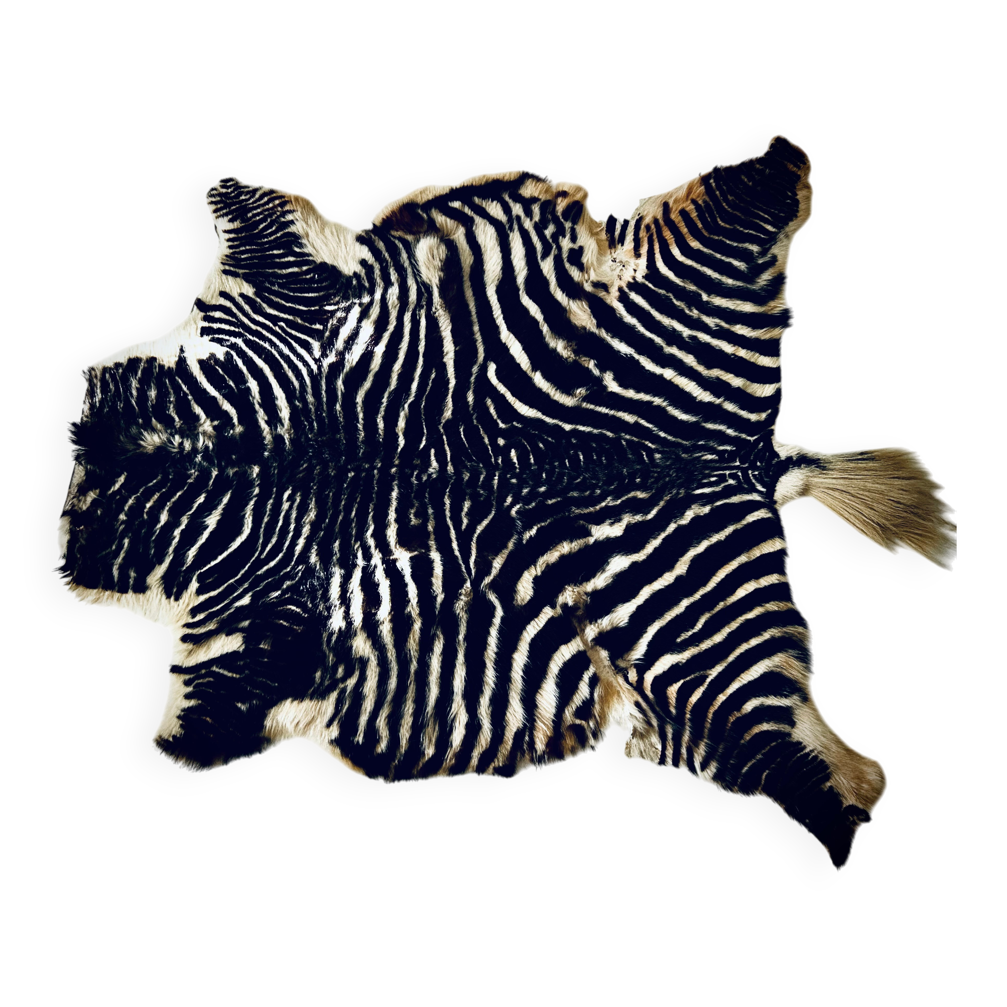 Authentic vintage zebra skin