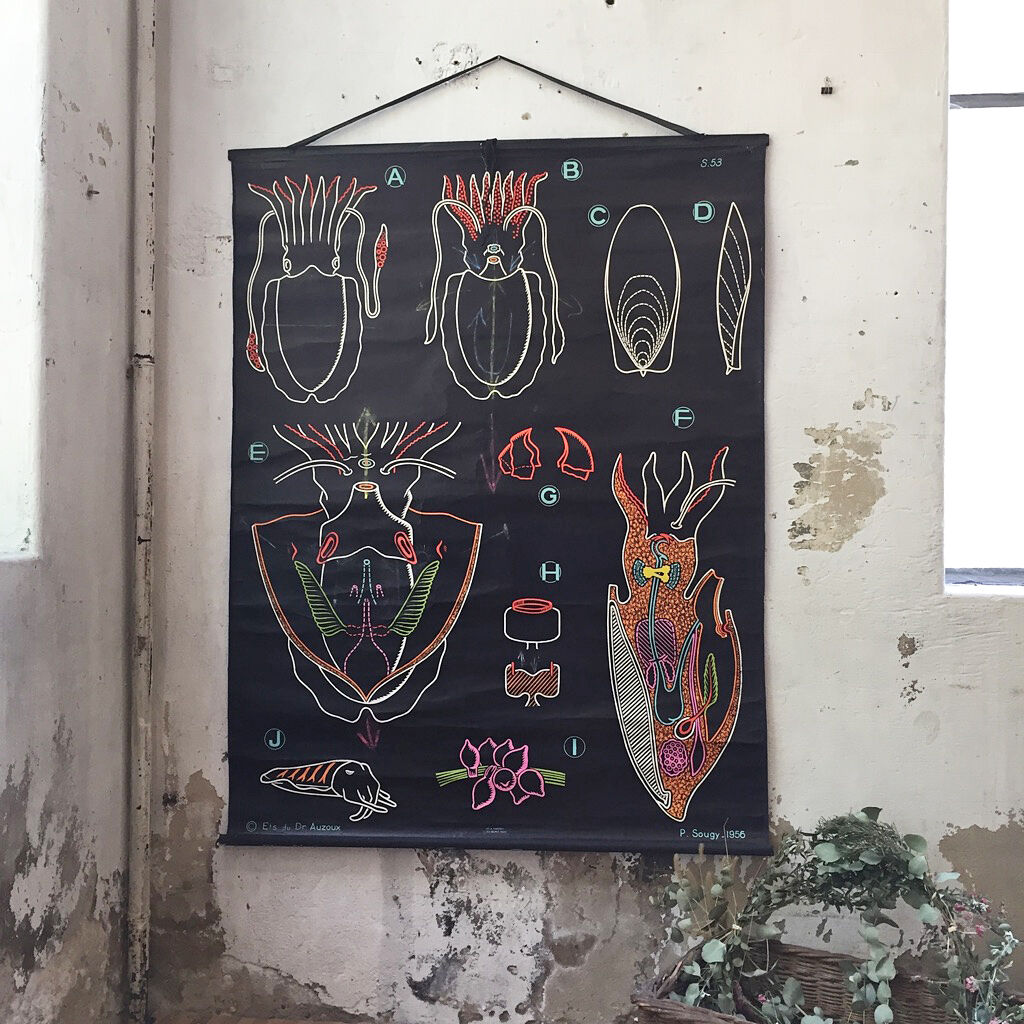 Displays the cuttlefish by Dr Auzoux