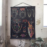 Displays the cuttlefish by Dr Auzoux